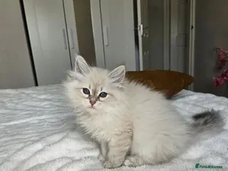 Siberian cats 2 lovely Siberians left ! - Advert 4