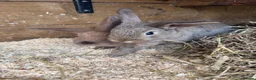 Mini Lop rabbits for sale: 2 x mini lop does - ready to leave now  - Advert 3