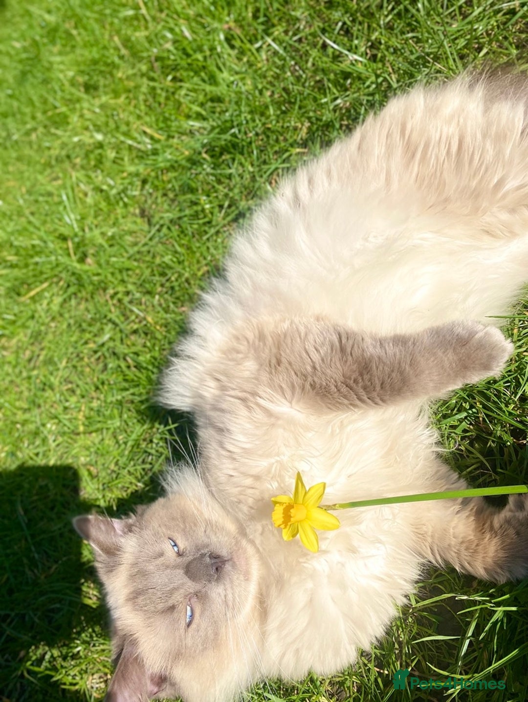 Ragdoll cats for sale: Friendly Male ragdoll for sale  - Image 6