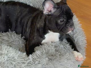 French Bulldog dogs French puppies - Advert 4