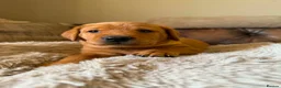 Labrador Retriever dogs for sale: Fox red Labradors puppy  in Yelverton - Advert 22