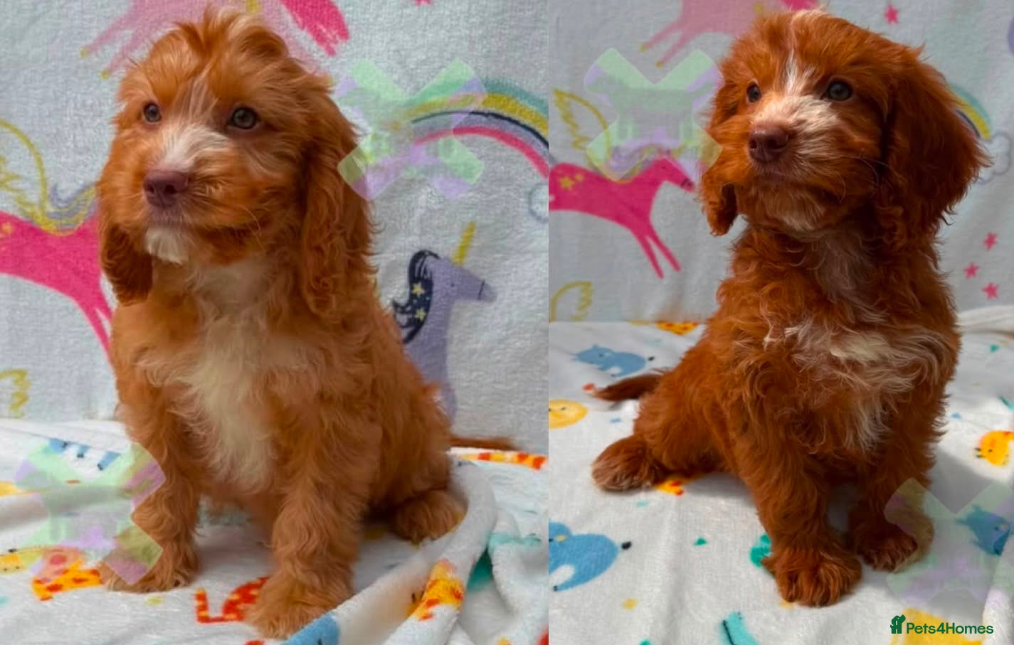 Cockapoo dogs F1 Apricots and fox reds mini cockapoos 30 dna clr - Advert 1