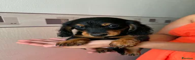 Miniature Dachshund 1