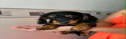 Miniature Dachshund dogs for sale: Long haired miniature dachshund  - Advert 4