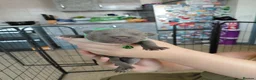 Staffordshire Bull Terrier dogs for sale: 8 stocky Kc registered staffies in Newport - Advert 6