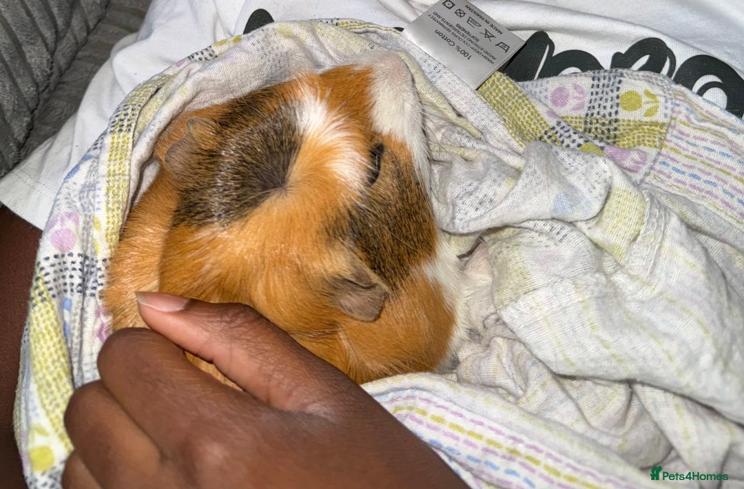 Guinea Pig rodents for sale: 3 male guinea pigs with cage,food and lots of heys - Image 3