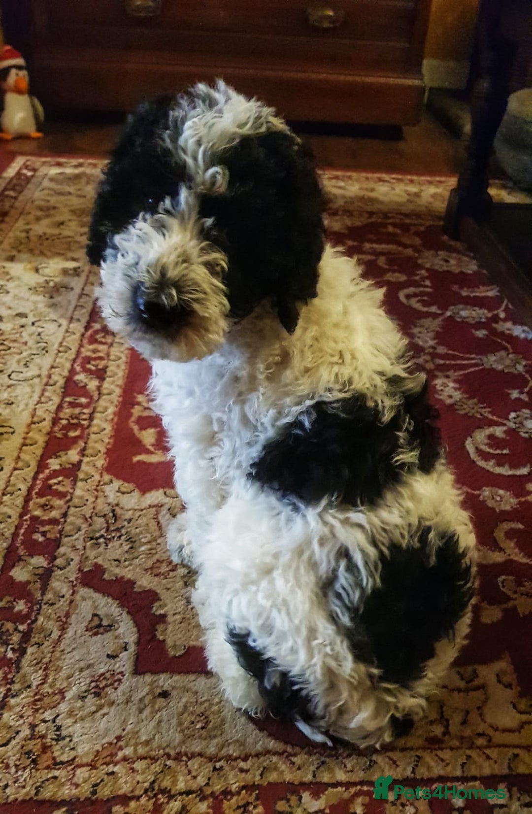 Labradoodle dogs for stud: PROVEN Healthy Labradoodle STUD - Hypoallergenic  - Image 14