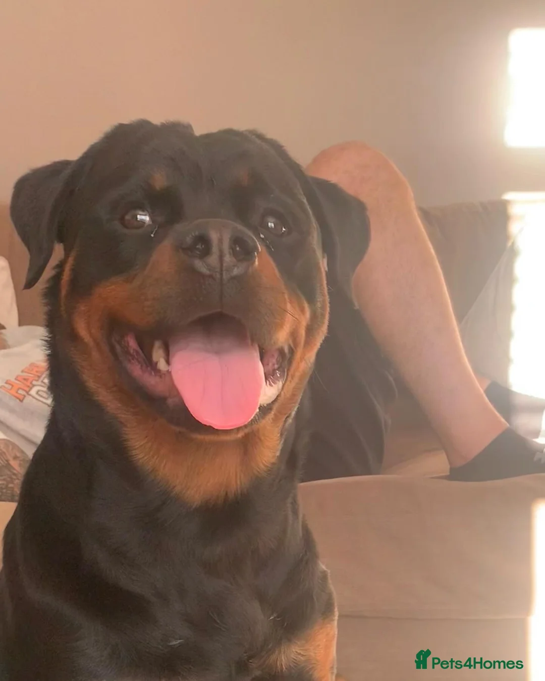 Rottweiler dogs for sale: AMAZING PEDIGREE REGISTERED ROTTWEILER PUPPIES - Advert 2