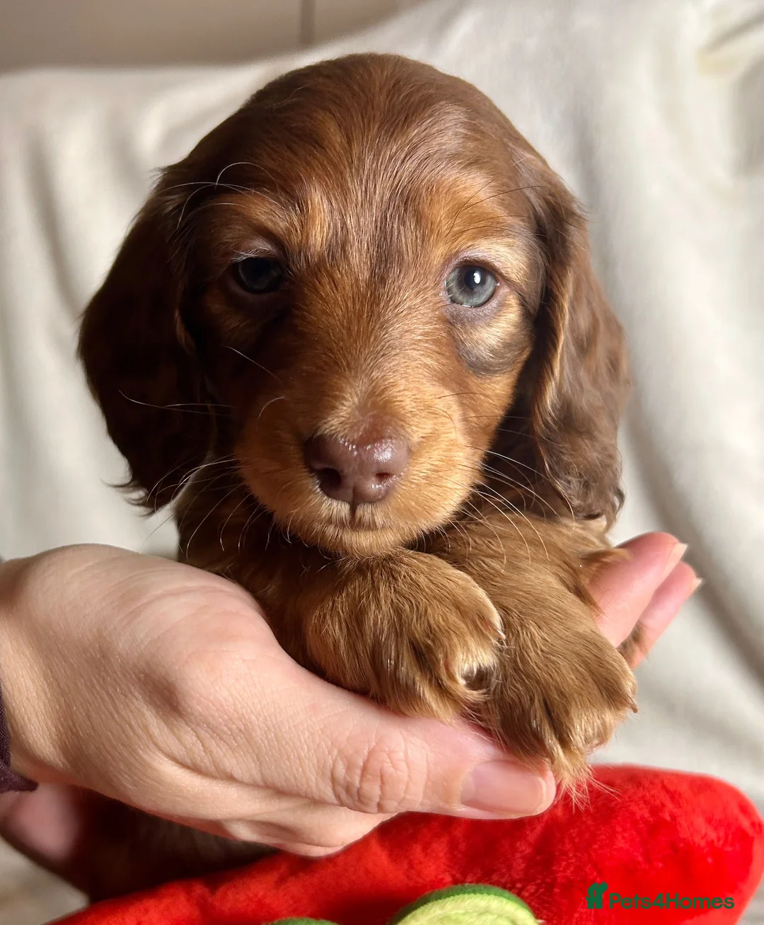 Miniature Dachshund dogs for sale: Gorgeous Mini Dachshund Puppies - Chocolate & Tan - Advert 5