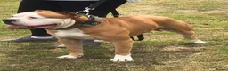 Alapaha Blue Blood Bulldog dogs for sale: Stunning Male IABBR Alapaha puppies - Advert 8