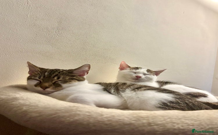 Domestic Shorthair cats - Advert 1