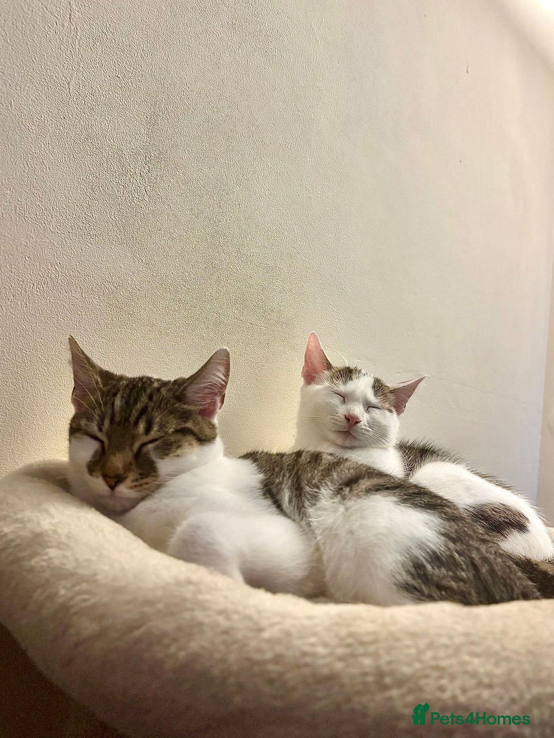 Domestic Shorthair cats for sale: Ash and Goose - Image 1