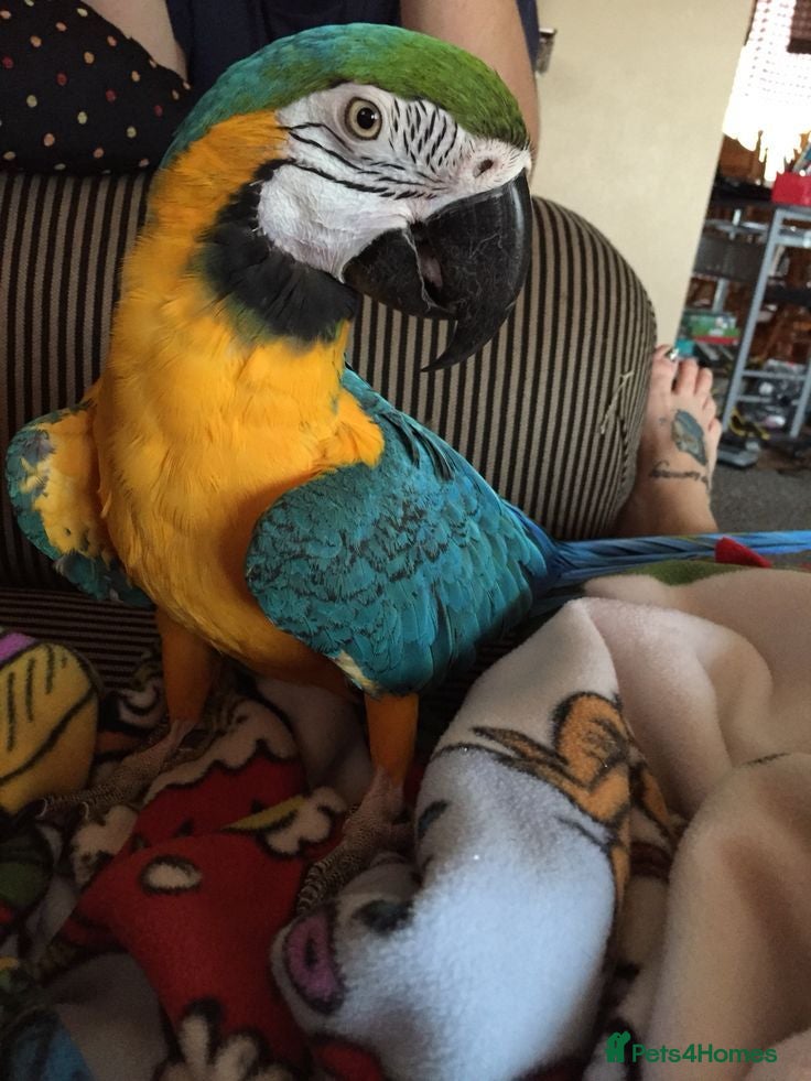 Macaws birds Amazing Blue and Gold Macaw parrots - Advert 2