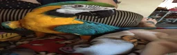 Macaws birds for sale: Amazing Blue and Gold Macaw parrots in Winsford - Advert 1
