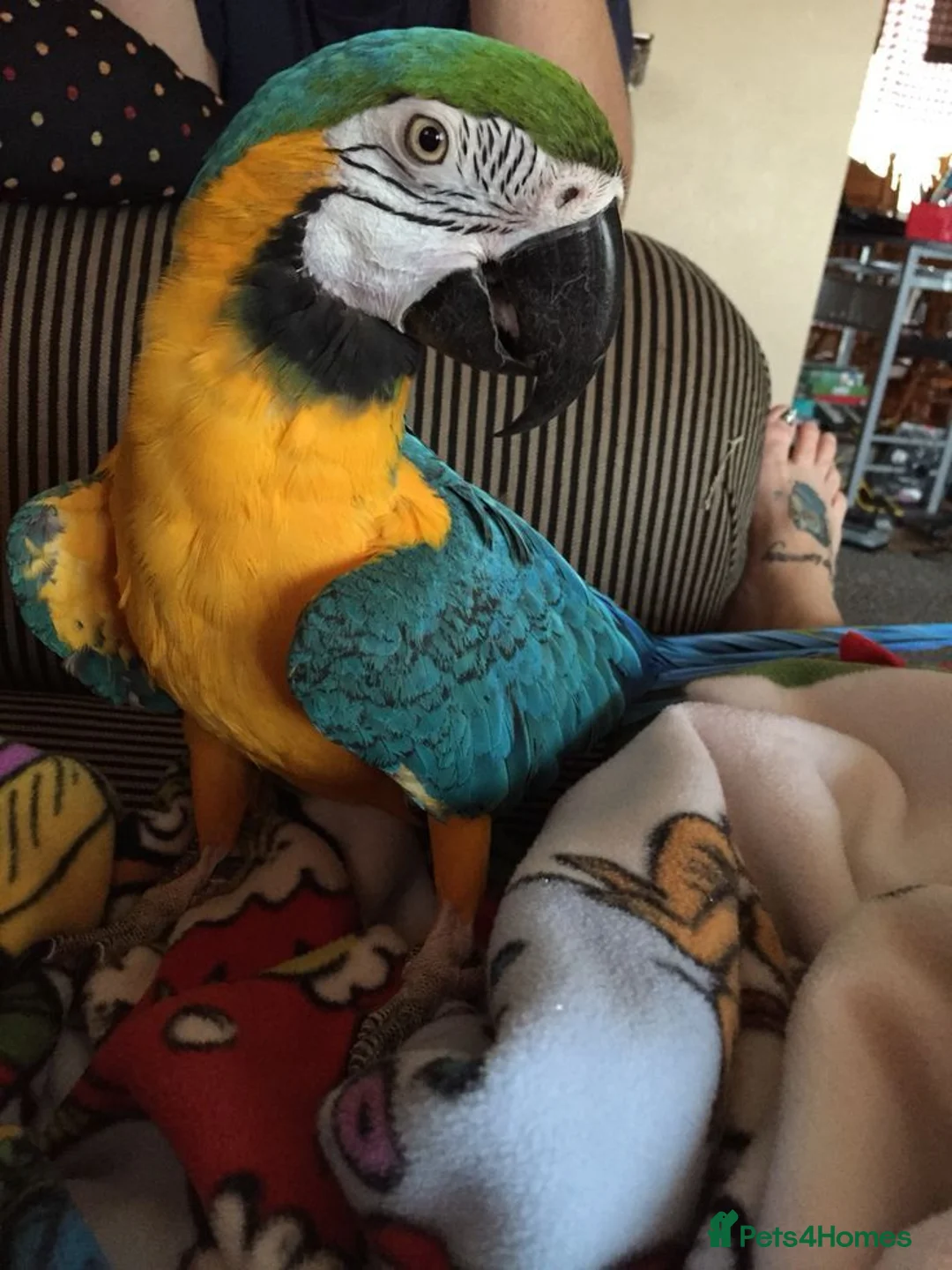 Macaws birds for sale: Amazing Blue and Gold Macaw parrots in Winsford - Advert 1