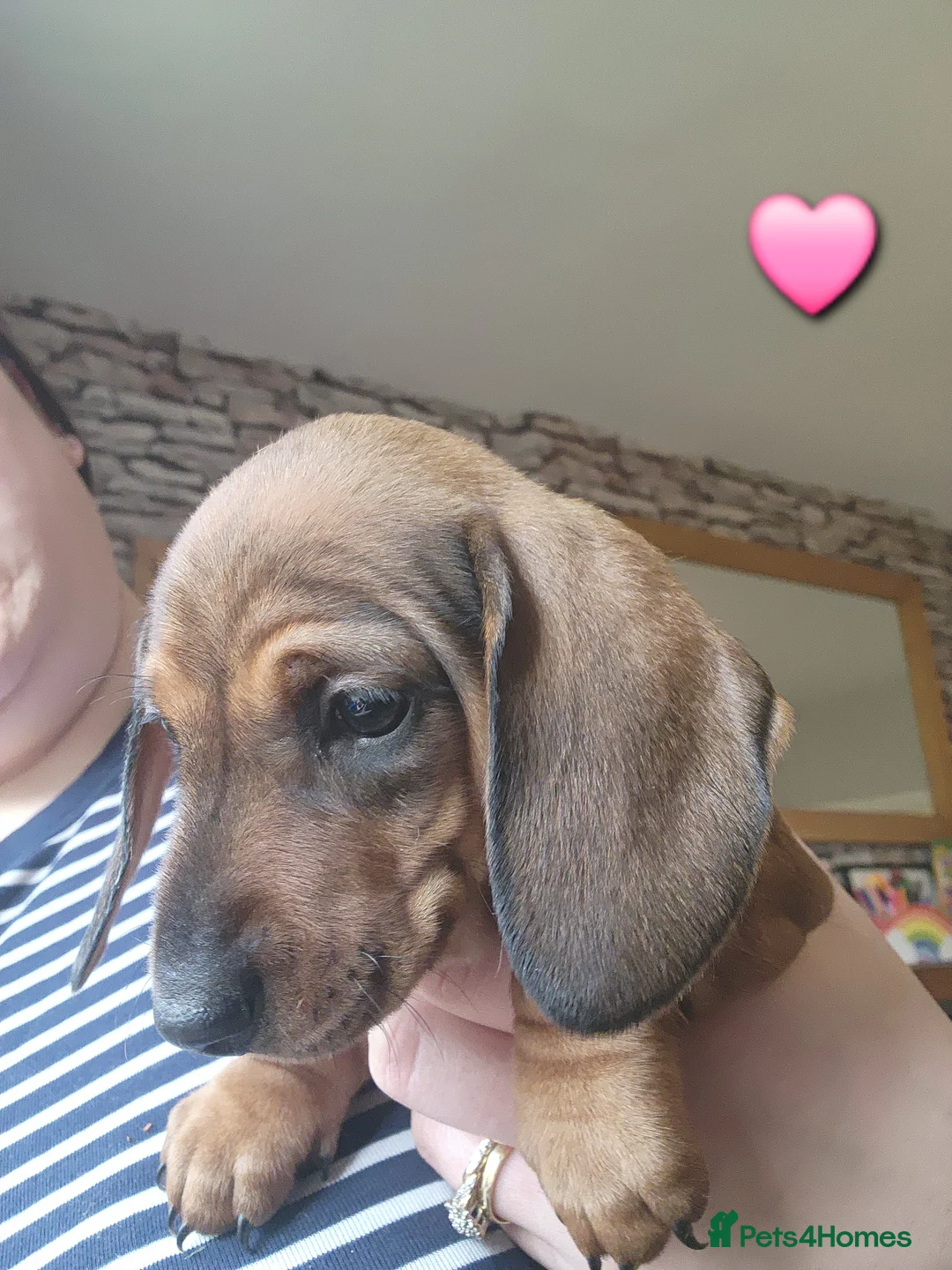 Dachshund dogs for sale: Standard Dachshund Pups in Langholm - Advert 10