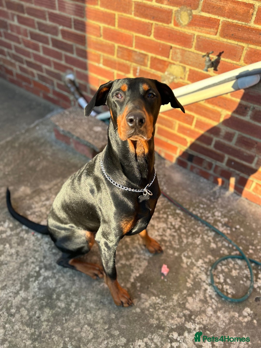 Dobermann dogs for sale: Dobermann male - Image 2