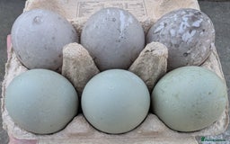 Ducks poultry for sale: Cayuga Ducks & Hatching Eggs in Penrith - Image 1