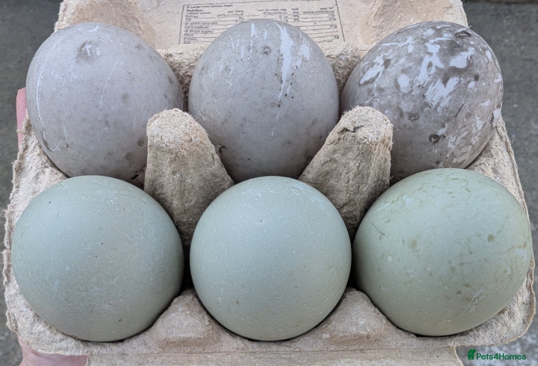 Ducks poultry for sale: Cayuga Ducks & Hatching Eggs in Penrith - Image 1