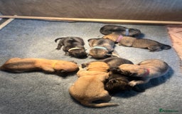 German Shepherd dogs for sale: German Shepherd pups - Image 1