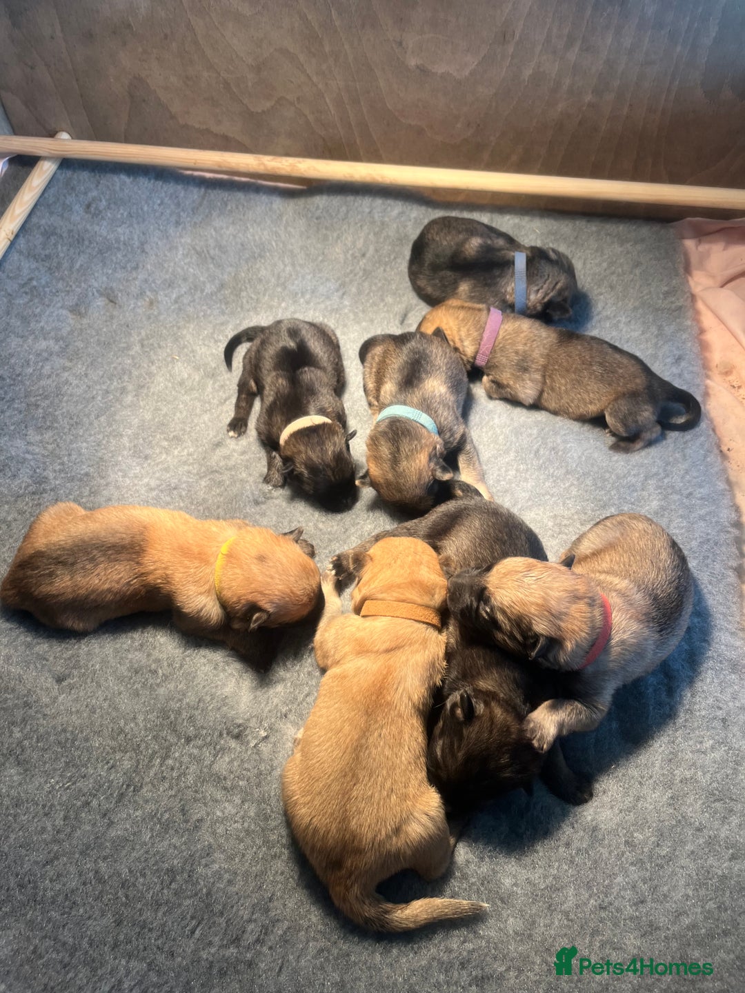 German Shepherd dogs for sale: German Shepherd pups - Image 1
