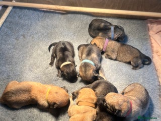 German Shepherd dogs - Advert 14