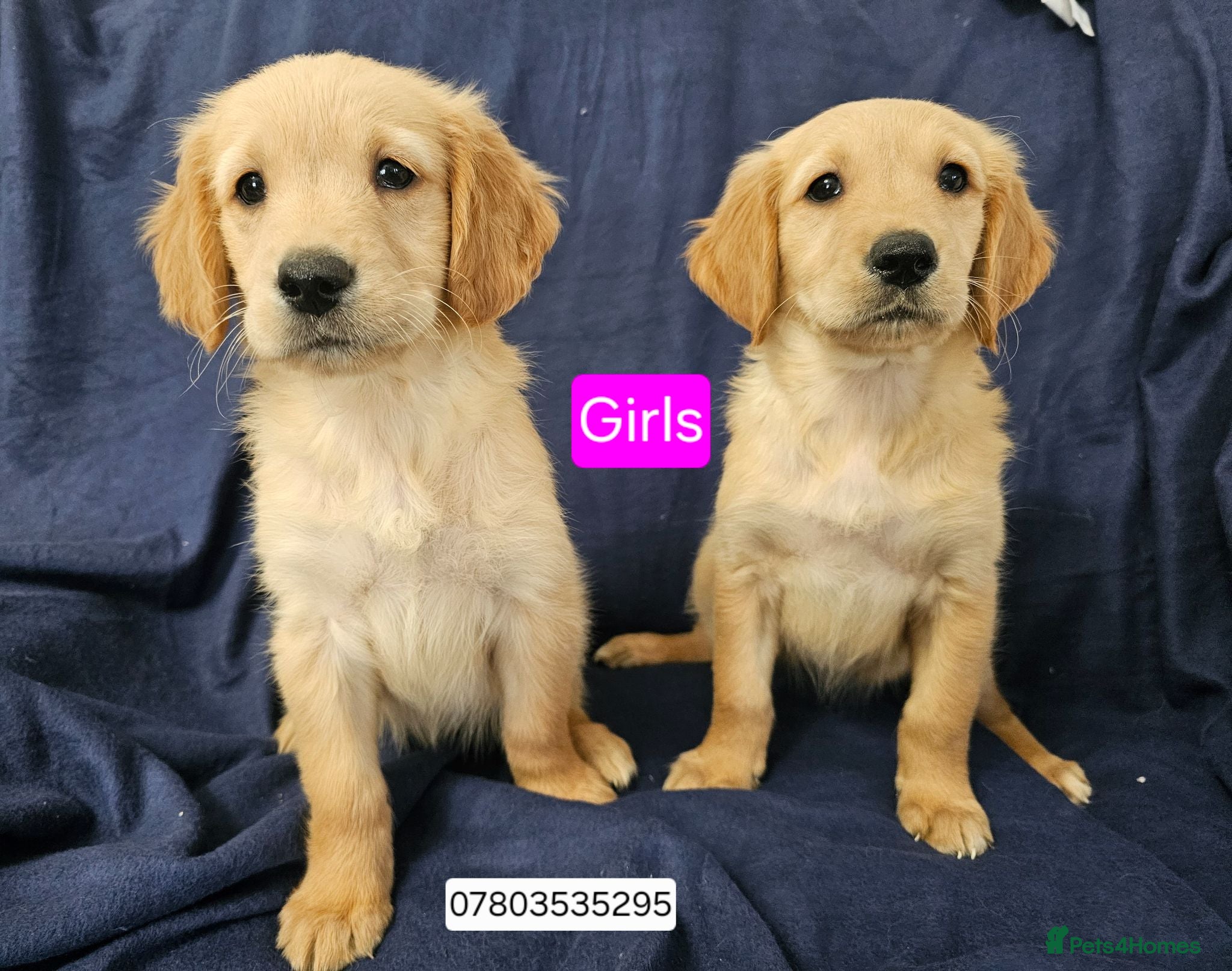 Golden Retriever dogs Golden retriever puppies updated photos  26/07 - Advert 4
