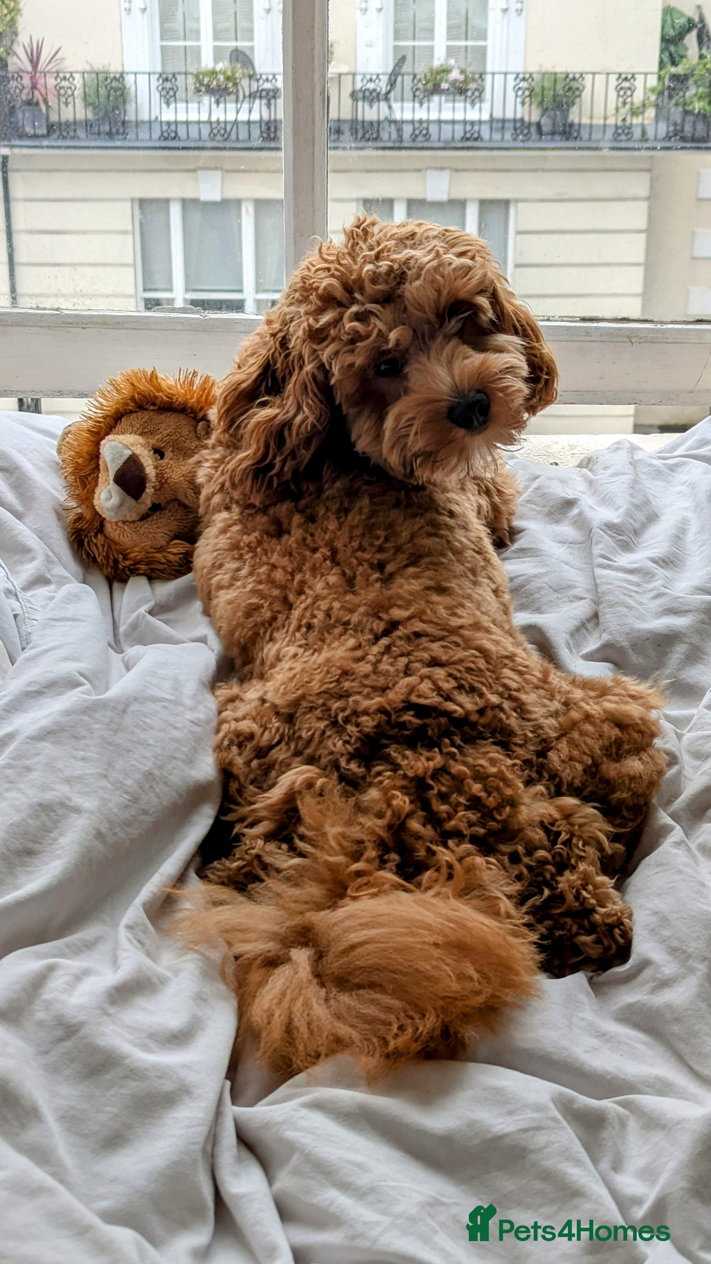 Cavapoo dogs Sweetest Cavapoo for First Stud Opportunity - Advert 1