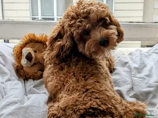 Cavapoo dogs Sweetest Cavapoo for First Stud Opportunity - Advert 1