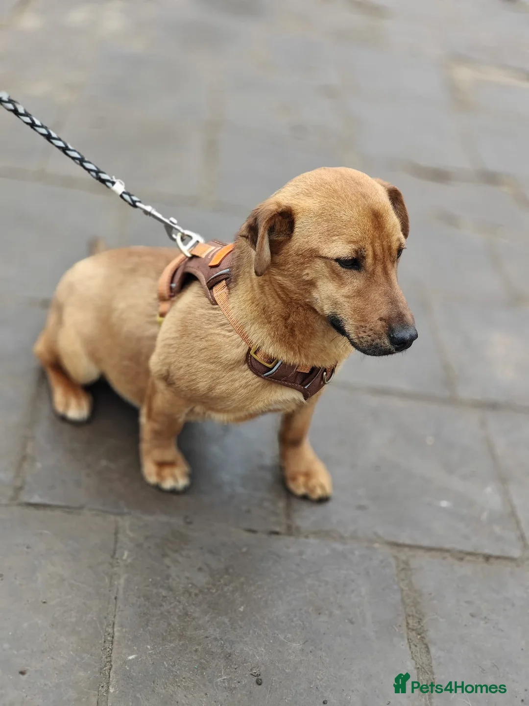 Mixed Breed dogs for adoption: 💙🐶 LOLIK – EVERYONE’S FAVOURITE in Burton-on-Trent - Advert 29