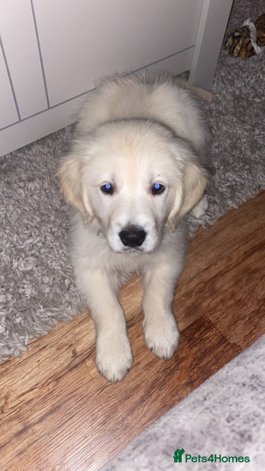 Golden Retriever dogs for stud: Lenny our KC golden retriever ready to stud!  - Advert 12