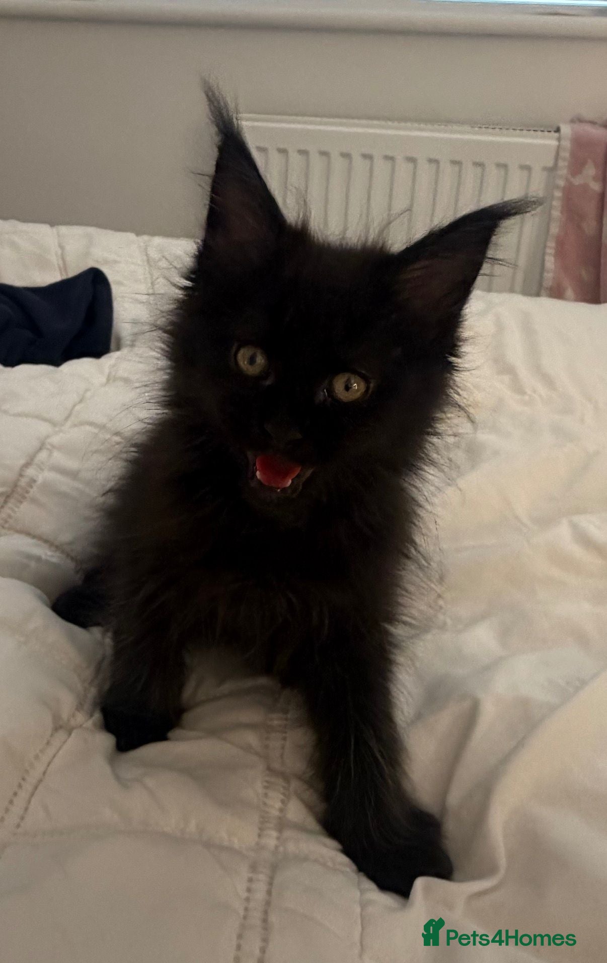 Maine Coon cats Stunning TICA® Maine Coon Kittens ❤️❤️ - Advert 2
