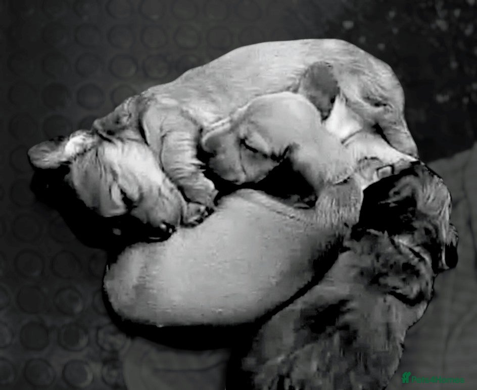 Miniature Dachshund dogs Health Tested Mini Dachshunds Surrey ❤️ - Advert 5