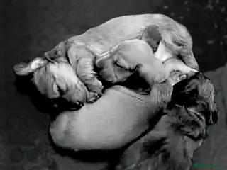 Miniature Dachshund dogs Health Tested Mini Dachshunds Surrey ❤️ - Advert 5