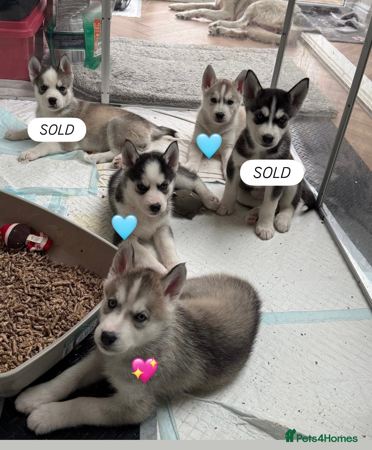 Siberian Husky dogs KC REGISTERED SIBERIAN HUSKYS MOM/DAD CAN BE SEEN - Advert 16
