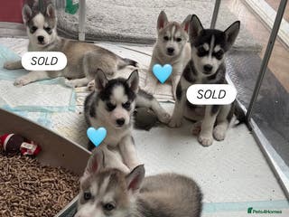 Siberian Husky dogs KC REGISTERED SIBERIAN HUSKYS MOM/DAD CAN BE SEEN - Advert 16