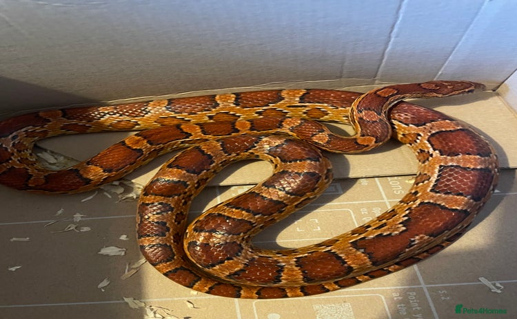 Corn Snake reptiles - Advert 1