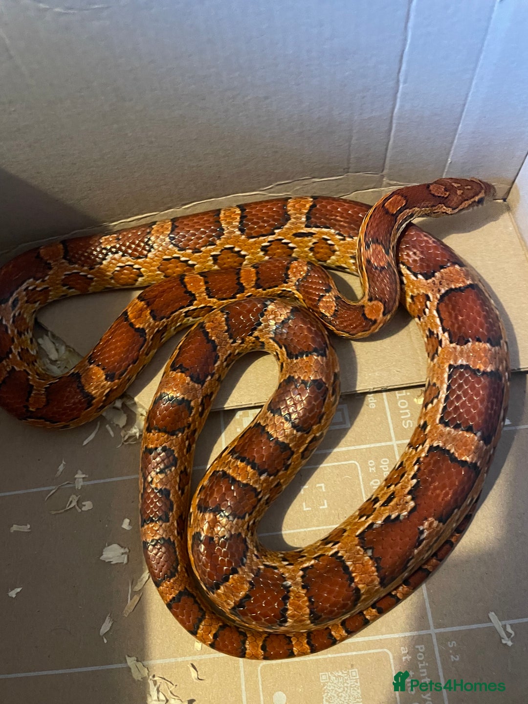 Corn Snake reptiles for sale: Corn Snake and Full Setup (£3), URGENT REHOMING - Image 1