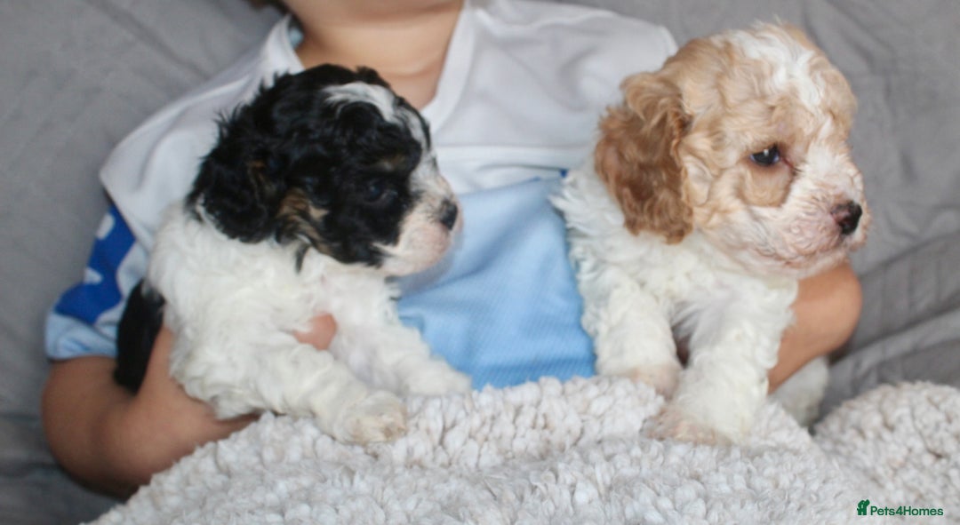 Cavapoo dogs for sale: Family raised Cavapoo puppies ready August - Image 15