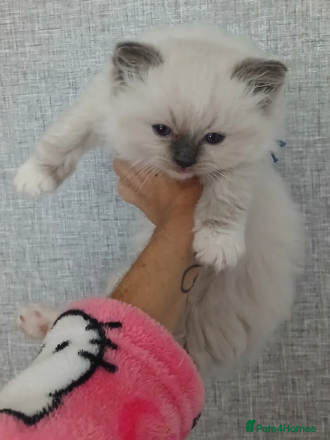 Ragdoll cats for sale: 💙✨ FOUR ABSOLUTELY STUNNING TICA RBOYS ✨💙  - Advert 5