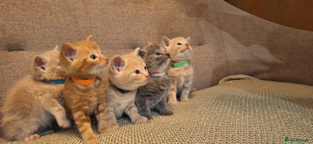 British Shorthair cats for sale: Beautiful Cream & Ginger Kittens  - Image 3