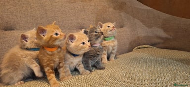 British Shorthair cats - Advert 14