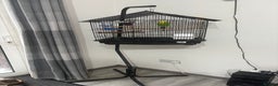 Budgerigars birds for sale: Cage whit 2 budgerigars - Advert 2