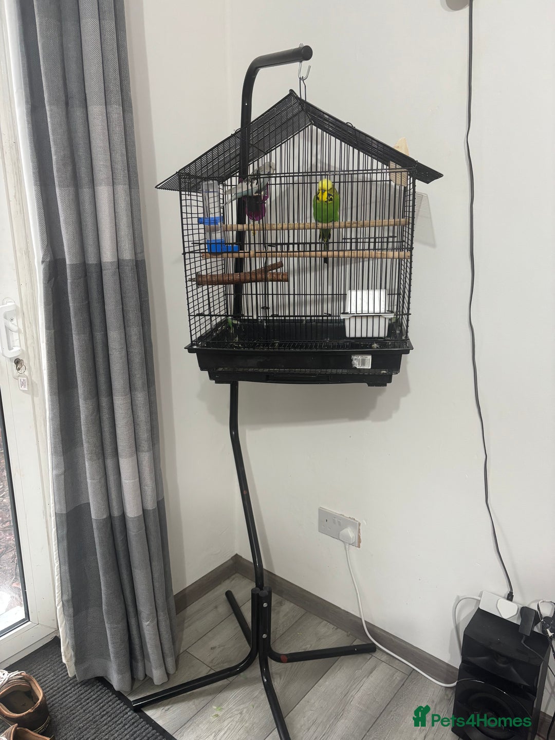 Budgerigars birds for sale: Cage whit 2 budgerigars - Advert 2