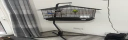 Budgerigars birds for sale: Cage whit 2 budgerigars - Advert 2