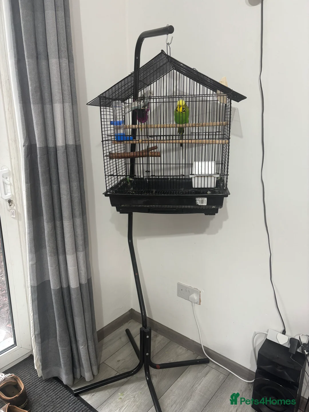 Budgerigars birds for sale: Cage whit 2 budgerigars - Advert 2