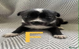 Border Collie dogs for sale: Border collie pups - Image 7