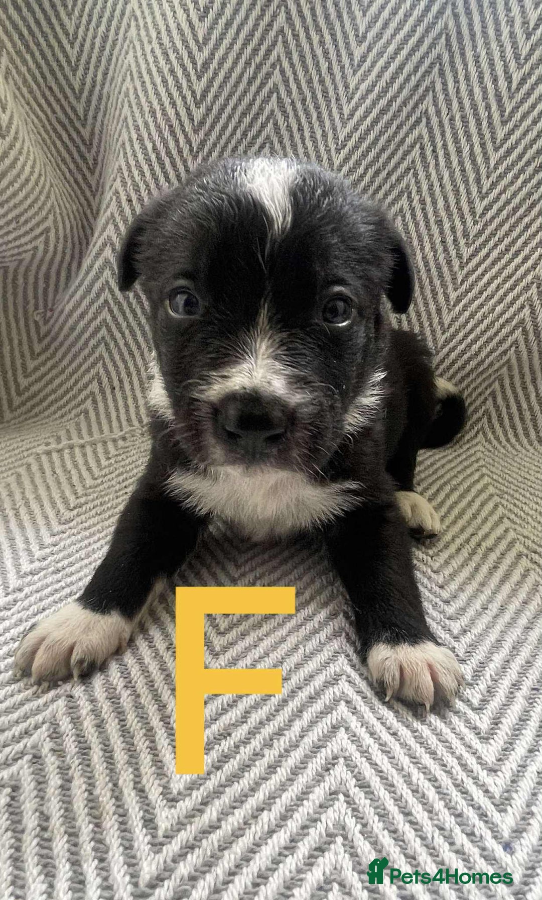 Border Collie dogs for sale: Border collie pups - Image 7