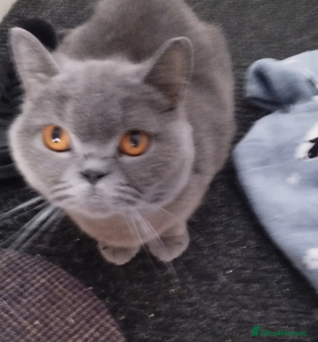 British Shorthair cats for sale: British Blue Kittens in Barnsley - Advert 1