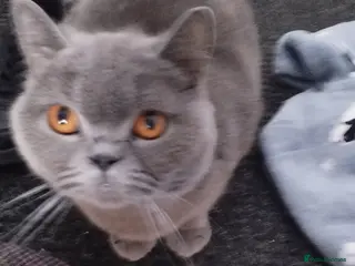 British Shorthair cats British Blue Kittens - Advert 18